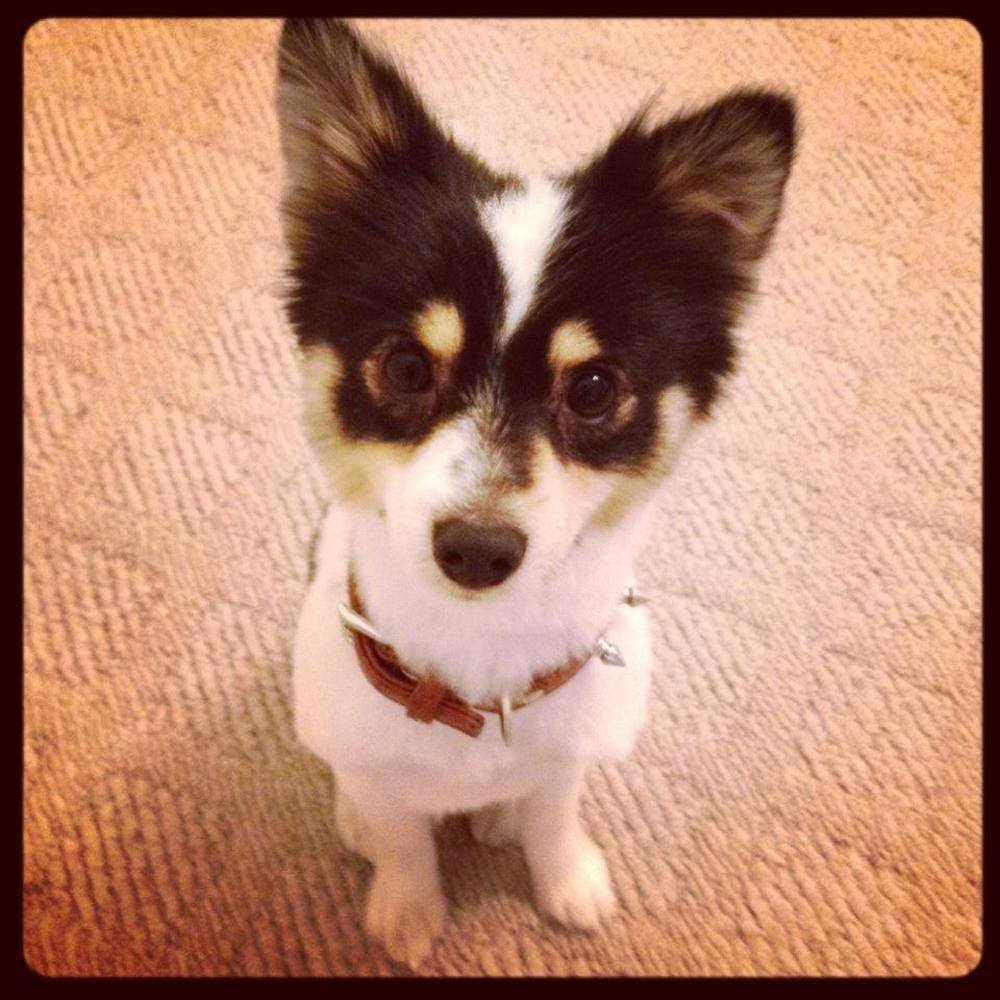 Meet your Posher, Michael